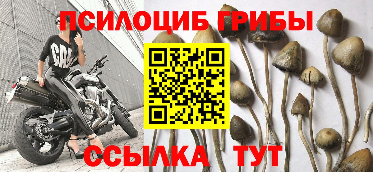 Псилоцибиновые грибы Psilocybe Канаш