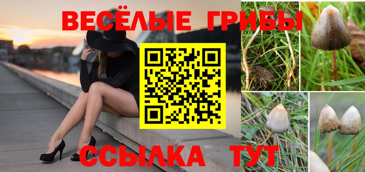 наркотики  Галлюциногенные грибы Cubensis  Вход с VPN  Канаш 